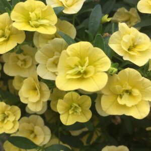 Калибрахоа Aloha Double Yellow (К7)