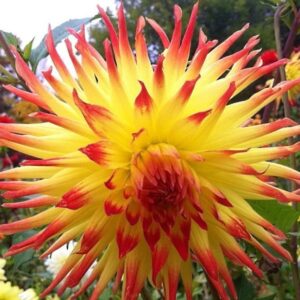 Георгин  Hypnotica Yellow Bicolor (Г3)