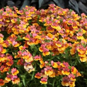 Немезия Sunsatia Plus Mirabelle Upright (Н3)