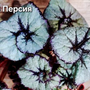 Бегония СВ Персия (детка)