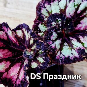 Бегония DS Праздник ( детка)