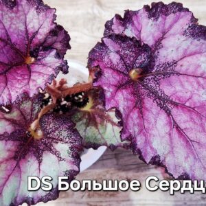 Бегония DS Большое Сердце (детка)