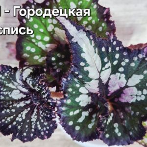 Бегония КМ-Городецкая Роспись (детка)