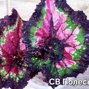 Бегония СВ Полесье ( детка)