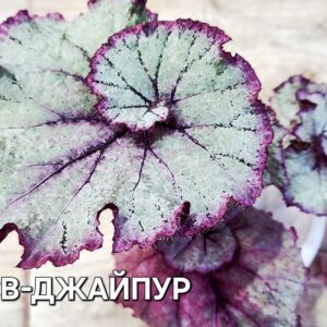 Бегония СВ Джайпур ( детка)