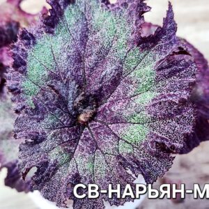 Бегония СВ Нарьян - Мар ( детка)